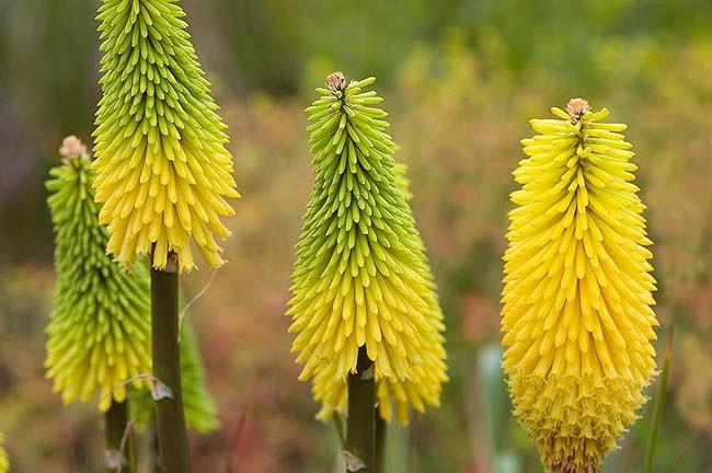 Hot poker plant Hot poker plant